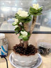 花翁室内客厅多肉绿植物花卉盆栽玉锦金钱木老桩（白莲花盆）源头直发 实拍图