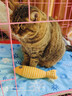 欢宠网猫玩具猫咪逗猫棒猫薄荷磨牙棒自嗨解闷神器磨牙猫猫小猫幼猫宠物 实拍图