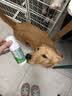 修灭盾喷剂宠物驱虫喷雾猫咪狗狗驱虫去跳蚤虱子蜱虫专用户外驱蚊喷雾 实拍图