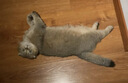 KINGJERRY金吉瑞猫粮苏格兰折耳猫专用配方猫粮成猫幼猫通用猫粮 5kg 实拍图
