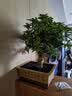 桂花树苗盆栽四季开花植物浓香型庭院绿植阳台地栽天香台阁黄金桂 四季桂花12年老桩原生盆景原土 含盆 晒单实拍图