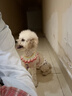 心粮全价全期狗粮美毛靓毛鲜肉鱼油冻干狗粮成犬幼犬通用鲜肉犬粮5斤 实拍图