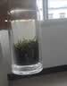 陈一凡 毛尖茶 茶叶绿茶明前新茶 高山嫩芽浓香型茶叶袋装250克 实拍图