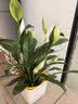 年宵花【热销款】白掌一帆风顺盆栽水培植物绿植过年装饰摆件年货 【店主推荐】特级白掌6-8株带花+早安盆+营养液 实拍图