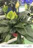 花翁海棠花盆栽树苗重瓣长寿冠盆景老桩庭院阳台绿植室内花卉源头直发 实拍图