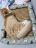 licheers猫狗窝凉席小型犬宠物猫咪睡垫夏季床垫泰迪中大型犬狗垫子 M号 实拍图