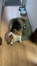 【京东快递】猫窝狗窝四季中大犬垫子隔凉狗狗宠物窝垫可拆洗沙发 草绿色 XL- 75*60cm 适合30斤内宠物 实拍图