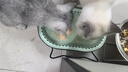 力狼猫罐头补水汤罐猫咪汤包幼猫成猫零食宠物食品猫湿粮 【28罐囤货装】混合口味汤罐85g 实拍图