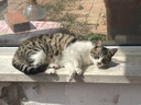 好主人猫粮 成猫猫粮 全价成猫天然粮通用鸡肉味 2.5kg/5斤 实拍图