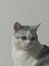 LEGENDSANDY蓝氏猫粮生鲜猎鸟鲜乳鸽生骨肉冻干高蛋白全价成猫粮幼猫通用型 试吃尝鲜装丨荒野猎兔丨50g 实拍图