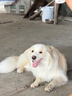 伯纳天纯狗粮中大型犬全价成年犬粮17kg羊肉蔓越莓味囤货装 实拍图