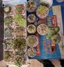 史丹利彩色陶粒垫底养花专用水培花盆种花颗粒铺面园艺土陶土粒球3斤 实拍图