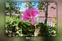 尼康（Nikon）【国家补贴】Z30入门级微单相机Vlog家用自拍高清旅游翻转屏自拍相机 Z30单机 Z30(16-50 + 50-250)双镜头 标配【下单默认送礼包1,礼包2需备注或联系客服】 实拍图