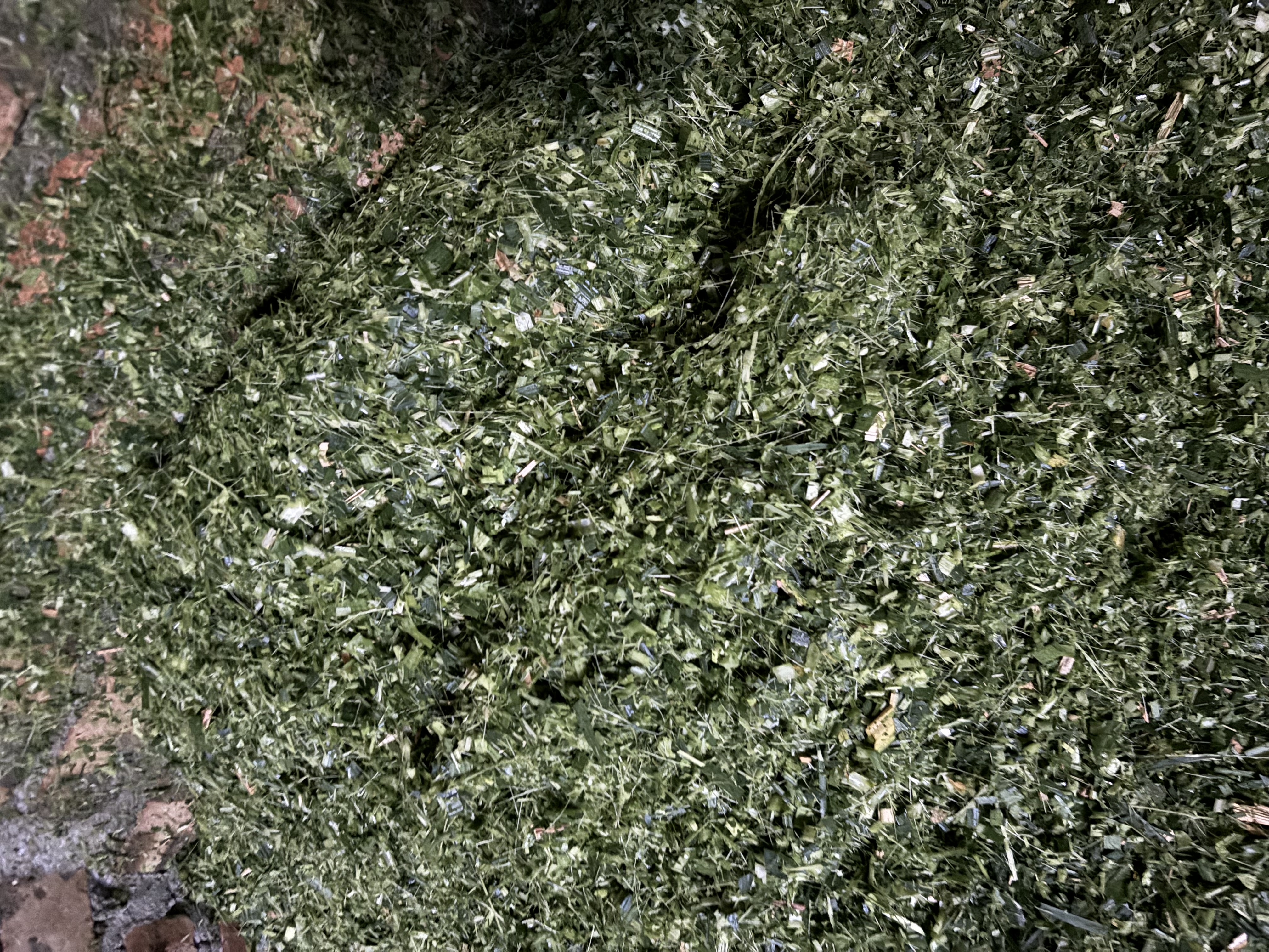 时谷铡草机揉丝粉碎一体家用养殖牛羊打草机干湿两用玉米秸秆碎草机 3吨6刀升级款+两相5.5kwT 实拍图