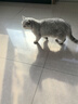 玫斯（metz）猫粮无谷天然猫粮成猫幼猫全阶段鲜肉孕猫全价奶糕猫粮 玫斯无谷鲜肉全猫粮10KG 实拍图