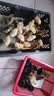 活体小鸡苗纯种土鸡三黄鸡麻黄鸡乌黑鸡品种可选(现货1天内发货) 优质土鸡苗  40只装 送5备损 实拍图