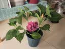 绣球花苗无尽夏带花苞四季开花绣球花盆栽庭院好养花卉植物室内花 烈焰【大花绣球-可调色】 精品大苗【花期带花苞】原盆宽18cm高45cm 实拍图