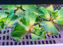 疯狂水草浮萍水草水上和鱼共养金鱼缸造景古法养鱼净化水质水芙蓉 水芙蓉10颗 实拍图
