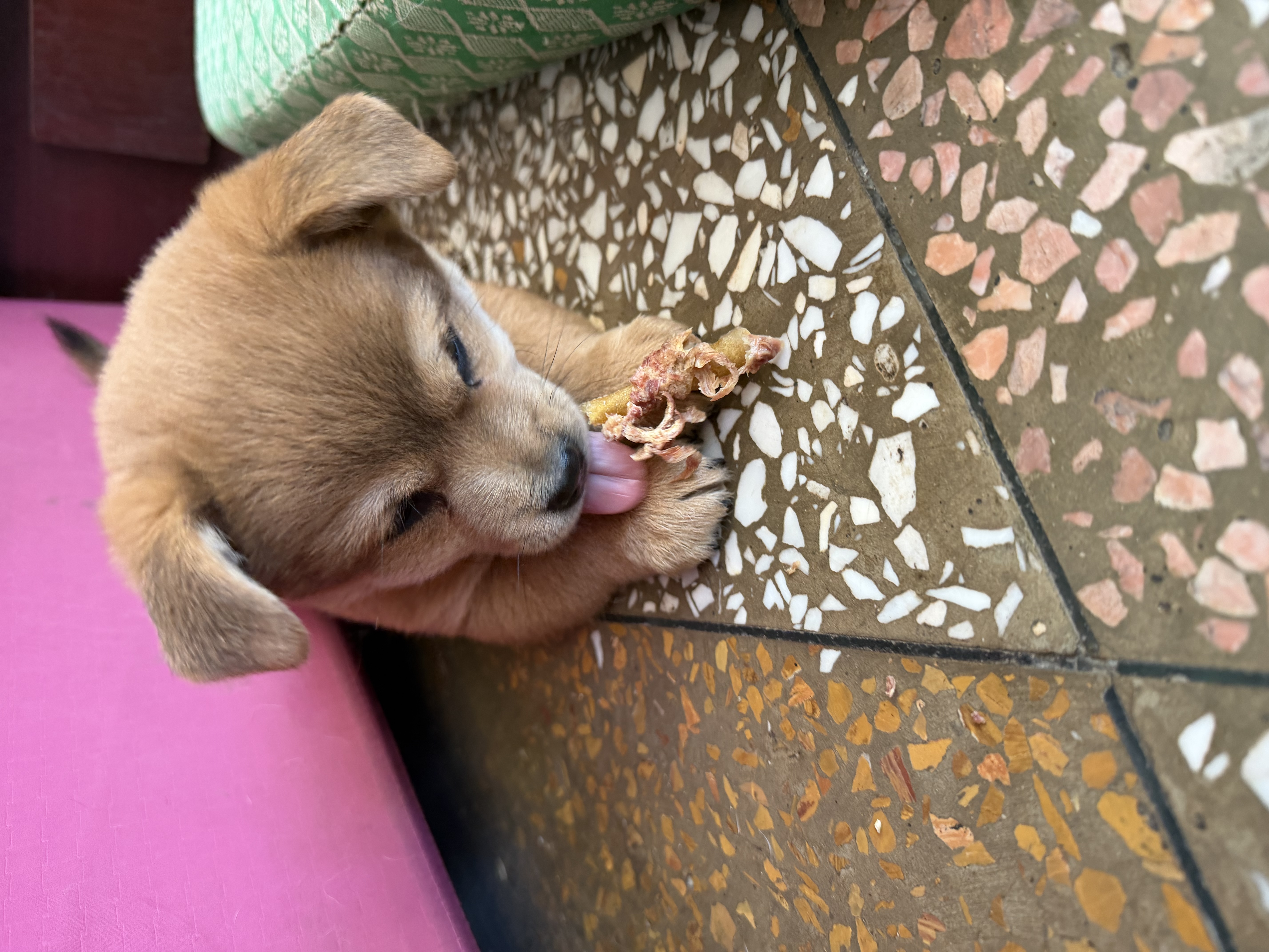 疯狂小狗狗零食泰迪金毛成犬幼犬耐咬磨牙棒  天然鸭肉原生牛皮卷100g  实拍图