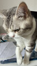 鲜朗主食猫条磷虾三文鱼油营养全价成猫幼猫湿粮无添加非零食补水湿粮 混合口味【12g/支】 12支【尝鲜装】 实拍图
