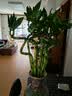 花行榜水培植物富贵竹转运竹子室内客厅招财绿植花卉盆栽节节高源头直发 实拍图