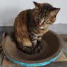 【京东快递】猫抓板磨爪猫窝椭圆形猫抓盆猫抓板巨大耐磨特大号 大号猫爪板40*40【10斤内 随机花边】 下单送猫薄荷 实拍图