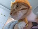 欢宠网猫梳子猫毛梳猫咪梳毛器去浮毛底绒跳蚤排梳神器长毛狗毛狗狗宠物 实拍图