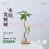 花翁小马新款发财树小盆栽办公室桌面绿植招财植物马年伴手礼源头直发 实拍图