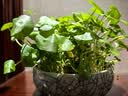 意轩铜钱草水培盆栽室内室外花卉金钱草绿植吸绿植花草植物 2盆【100根茎带叶发货不含盆】 实拍图