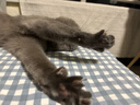 萌嘟星宠猫抓板猫房子双层猫窝一体瓦楞纸猫爪板立体猫屋沙发猫咪玩具用品 实拍图