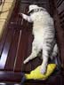 京东京造 冻干双拼全价猫粮10kg鱼肉味 全阶段成猫幼猫[新老包装随机发货] 实拍图