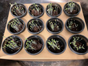 寿禾 生菜种子四季播紫色夏秋蔬菜莱种紫叶家庭种寿光菜籽叶菜种籽 （结球）寿禾生菜球种子10g 实拍图