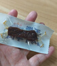 三只松鼠手撕风干牛肉干250g原味内蒙古特产风味牛肉干肉脯休闲零食 实拍图