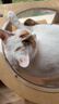 好主人（CARE）金装好主人成猫通用全价无谷冻干【体态管理】鸡鱼味成猫粮4.6斤 实拍图