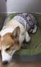 【京东快递】猫窝狗窝四季中大犬垫子隔凉狗狗宠物窝垫可拆洗沙发 草绿色 XL- 75*60cm 适合30斤内宠物 实拍图