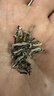 吴裕泰茉莉花茶叶 招牌茉莉金芽清香型特种80g八窨小芽鲜爽罐装送礼 实拍图