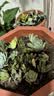 多肉植物组合3-5厘米卷好盆栽耐干旱好养新手基地玉露绿植盆栽 【不重复3-5cm】28棵多肉有玉露 实拍图