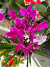 哈骆顿（HALODN）花架阳台花架置物架客厅花盆架室内花架子户外阳台多层落地式盆景 带滚轮3层花架白（120*40*104） 【层高可调】 实拍图