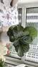 青苹果竹芋盆栽室内吸甲醛净化空气办公桌面观叶植物四季常青好养 苹果竹芋25-30厘米【原土】 实拍图