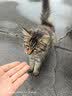 亿迪 猫粮冻干10斤成猫幼猫国产全价布偶蓝猫银渐层全阶段专用 实拍图