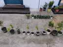营养土养花种菜土壤有机兰花多肉植物盆栽种植椰砖土通用型 有机营养土60斤【园艺师专研配方 实拍图