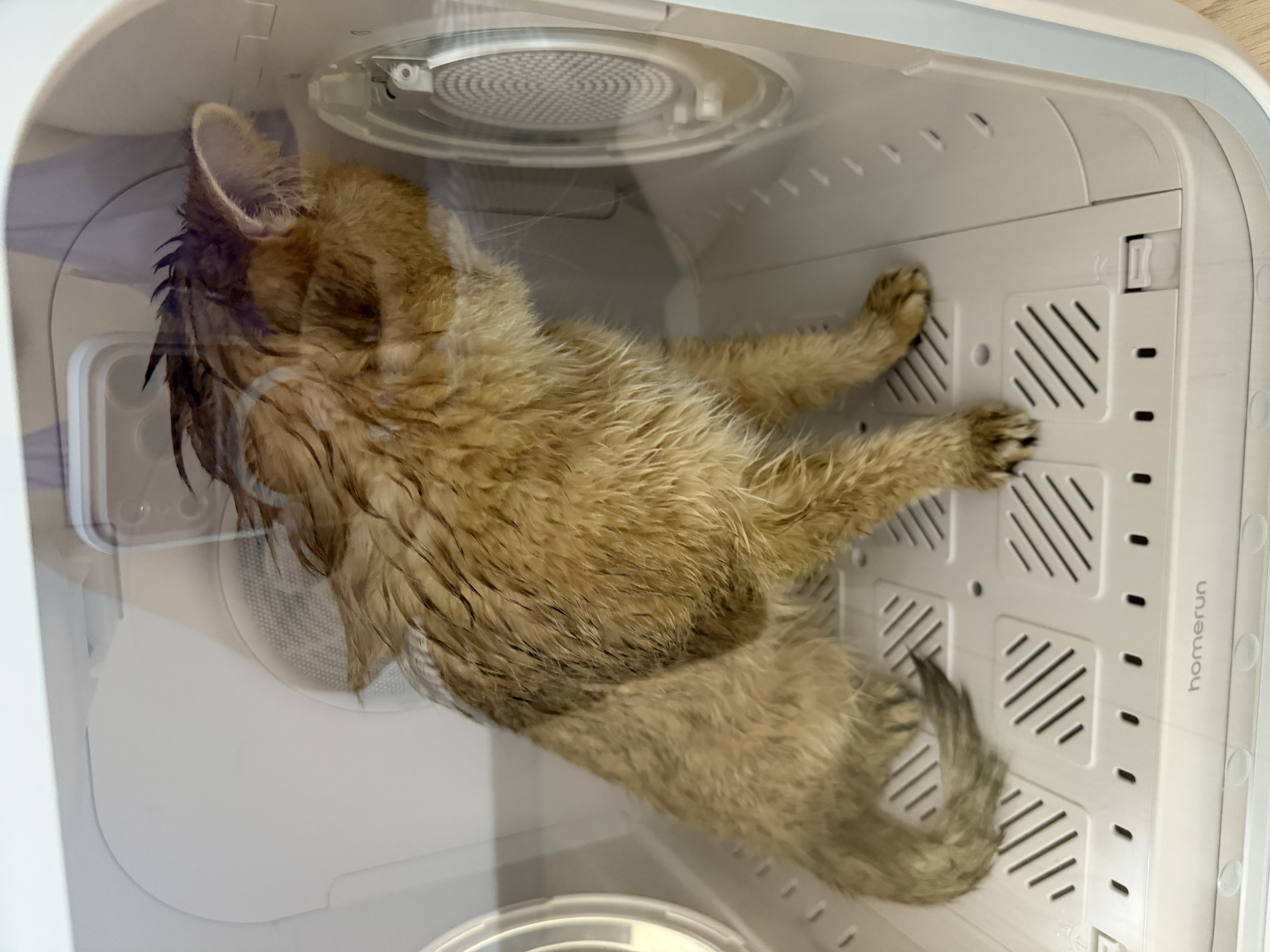 霍曼宠物智能烘干箱 猫咪烘干机狗狗全自动吹干箱底部出风循环换气 实拍图