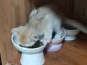 乐优派防打翻高脚陶瓷猫碗防黑下巴狗碗高脚猫碗猫狗通用喂食 实拍图