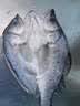 【海鲈鱼】鲜活三去开背鱼类 冷冻海鲜水产生鲜 大鱼【500g-600g】*5条 实拍图