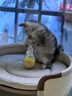欢宠网猫玩具猫咪不倒翁羽毛铃铛逗猫棒球自嗨解闷神器猫猫小猫幼猫宠物 实拍图