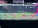 海斯迪克 HKCL-106 加长加厚镊子 水族馆工具平沙器不锈钢水草镊剪刀水草夹镜面镊子直/弯镊子 27cm弯头镊 实拍图