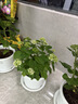 美乐棵 通用营养土养花花肥种植土花土肥料种菜土盆栽绿植专用土壤8L 实拍图