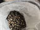 音朗茶叶茉莉花茶龙珠明前2026新茶浓香耐泡茉莉龙珠茶叶礼盒500g 实拍图