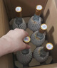 汾酒黄盖玻汾 清香型白酒 53度 475mL*6瓶整箱 年份随机 端午送礼 实拍图