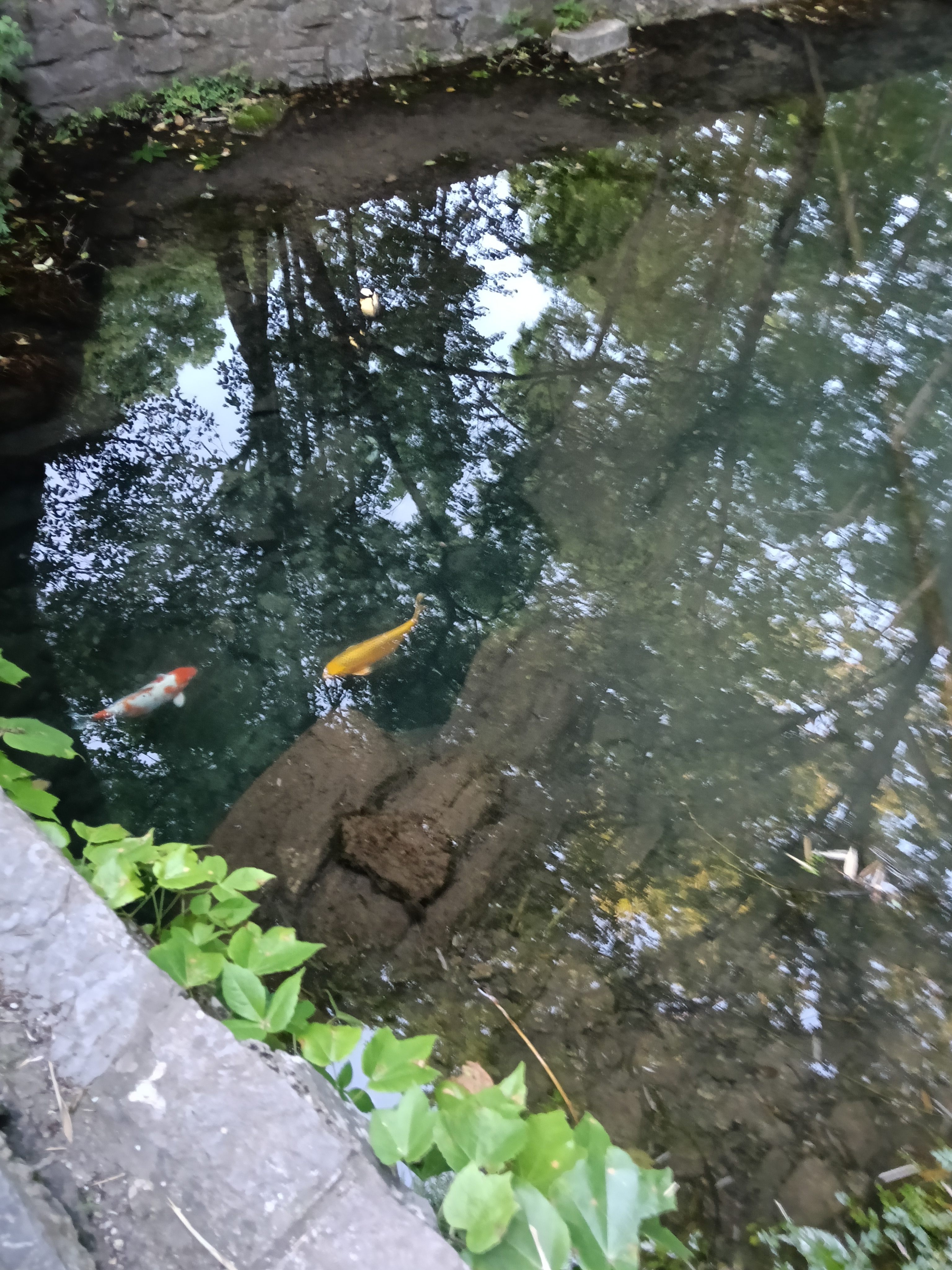 都市丽人睡裙女士睡衣女100%纯棉夏季宽松印花口袋短袖圆领可外穿粉色M 实拍图